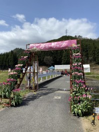 １００万本！！たんとうチューリップ祭り！
